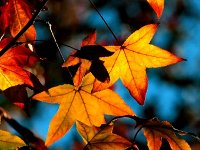 Fall