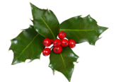 Holly