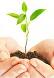 Growing plant