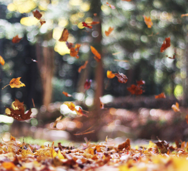 Falling Autumn Leaves